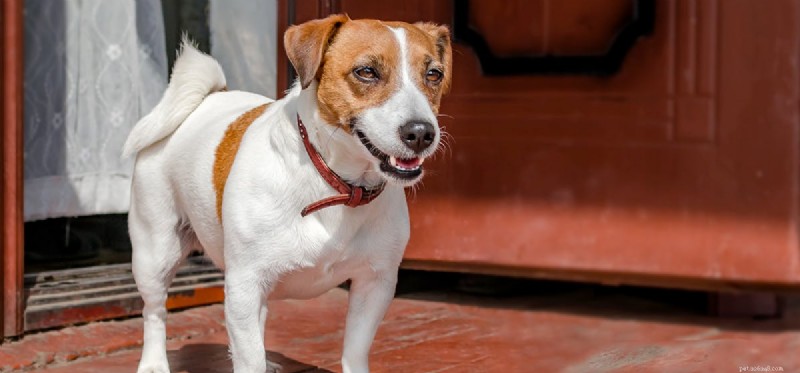 Can Dogs and Hedgehogs Live Together? Expert Tips for Safe Coexistence