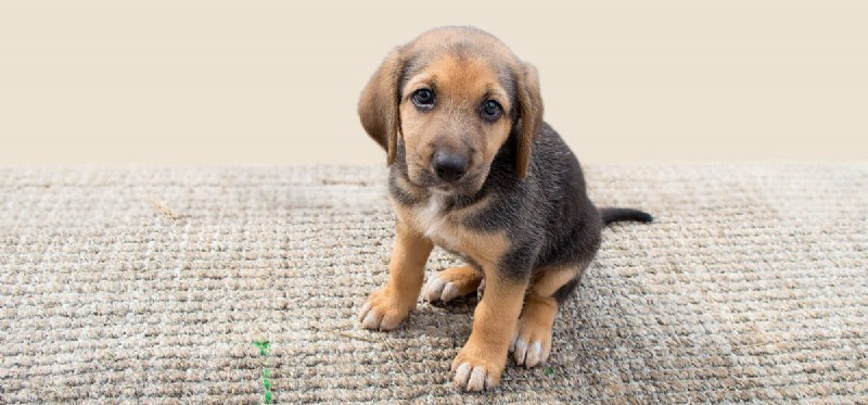 Can Dogs and Hedgehogs Live Together? Expert Tips for Safe Coexistence