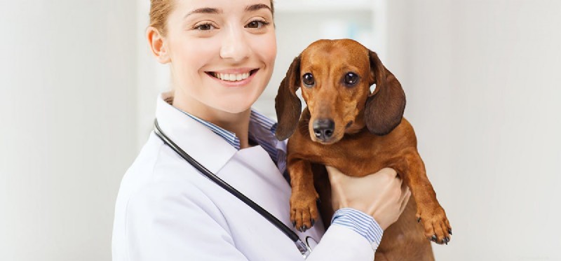 Managing a Collapsed Trachea in Dogs: Care, Treatment, and Life Expectancy