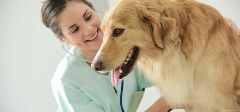 Can Dogs Thrive with a Heart Murmur? Expert Guidance for Pet Owners