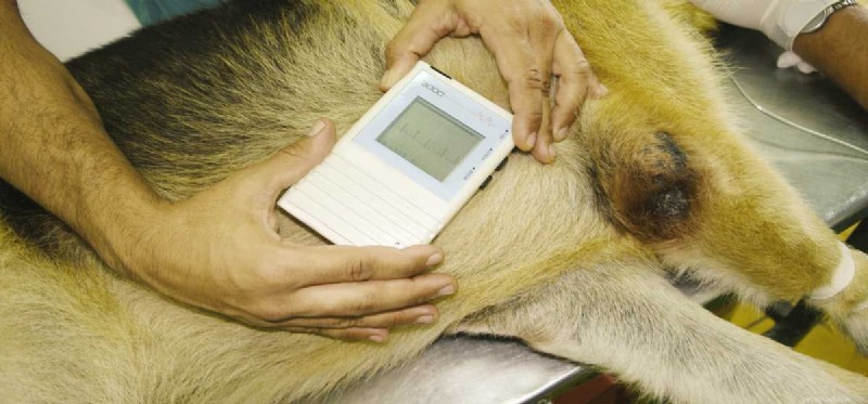 Can Dogs Thrive with a Heart Murmur? Expert Guidance for Pet Owners