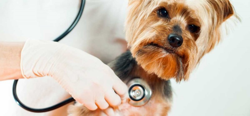 Can Dogs Thrive with a Heart Murmur? Expert Guidance for Pet Owners