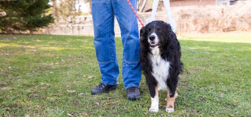 Can Dogs Live With Arthritis? Expert Tips for Managing Joint Health