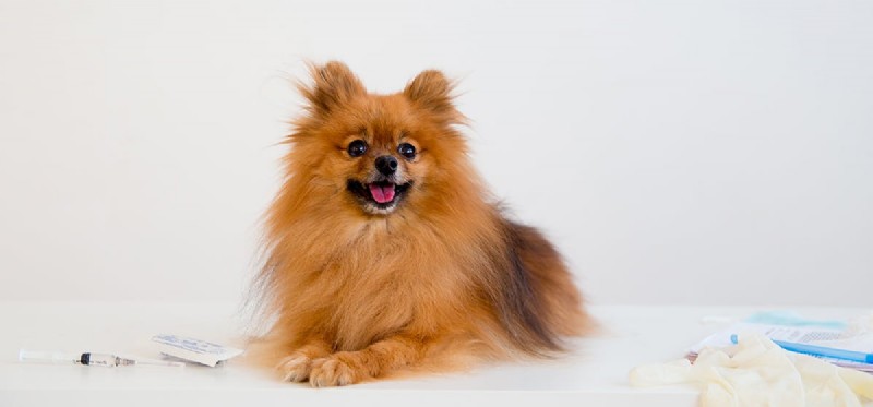 Can Dogs Live With Bladder Stones? Understanding Symptoms, Treatment, and Long‑Term Care
