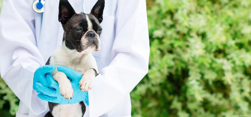Can Dogs Live With Bladder Stones? Understanding Symptoms, Treatment, and Long‑Term Care