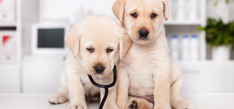 Living with a Brain Tumor in Dogs: Hope, Care, and Prognosis