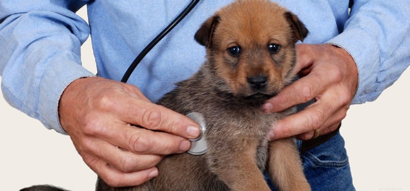Living with Congestive Heart Failure in Dogs: What Owners Need to Know