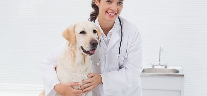 Managing Cushing s Disease in Dogs: Ensuring a Long, Healthy Life