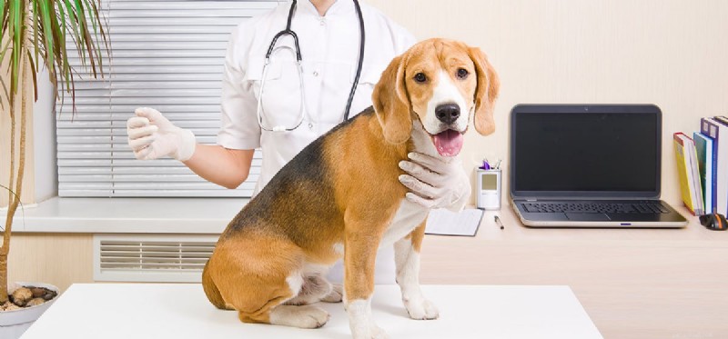 Managing Cushing s Disease in Dogs: Ensuring a Long, Healthy Life