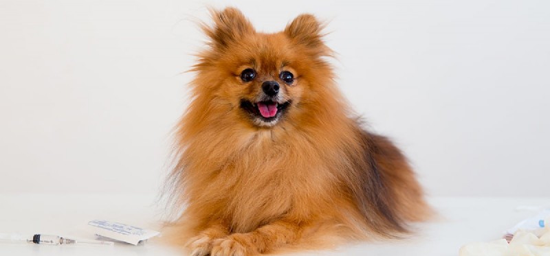 Managing Diabetes in Dogs: A Guide to Healthy, Happy Lives