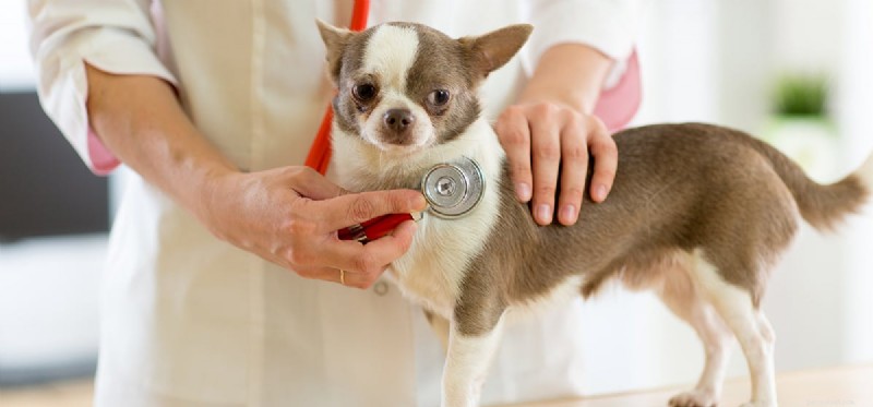 Managing Diabetes in Dogs: A Guide to Healthy, Happy Lives
