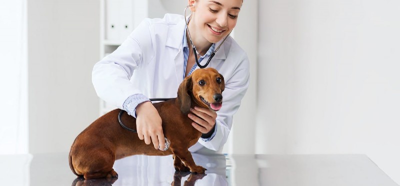 Managing Diabetes in Dogs: A Guide to Healthy, Happy Lives