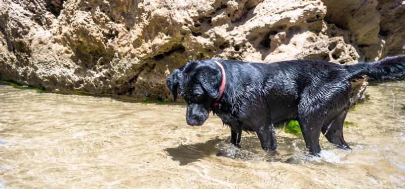 Can Dogs Coexist Safely with Fish?