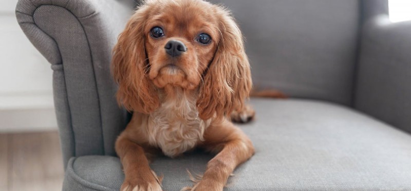 Dogs and Gerbils: Can They Coexist Safely in the Same Home?