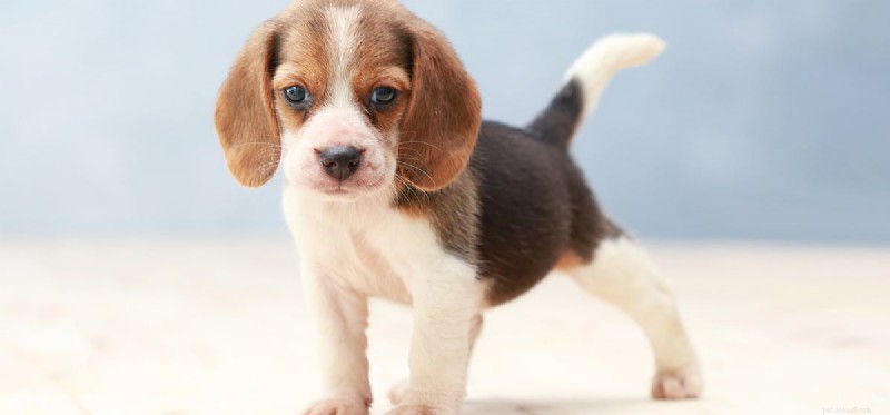 Dogs and Gerbils: Can They Coexist Safely in the Same Home?