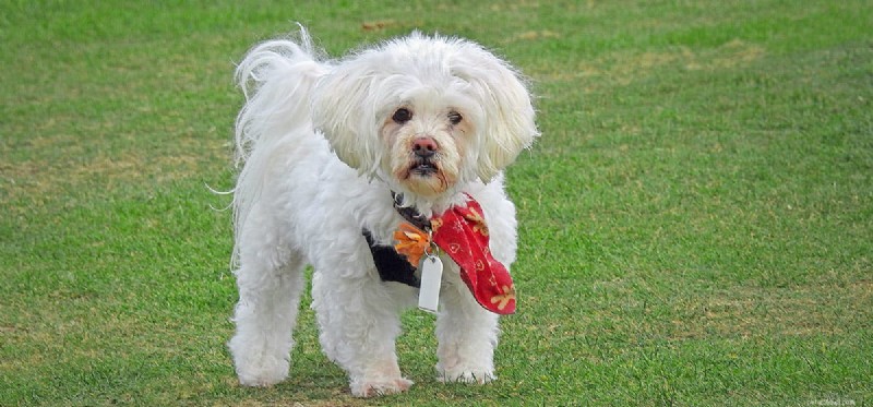 Dogs and Gerbils: Can They Coexist Safely in the Same Home?