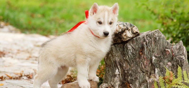 Managing Giardia in Dogs: Symptoms, Treatment, and Prevention
