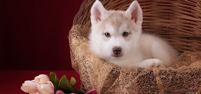Dogs and Gerbils: Can They Coexist Safely in the Same Home?