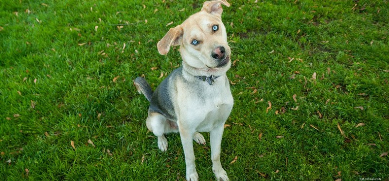 Can Dogs Live With Glaucoma? Expert Guide to Treatment & Care