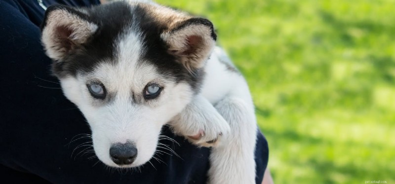 Can Dogs Live With Glaucoma? Expert Guide to Treatment & Care