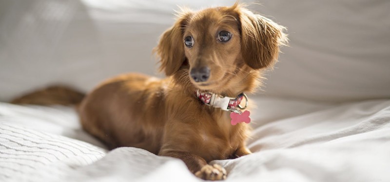 Can Dogs and Guinea Pigs Coexist? Expert Guide to Harmony