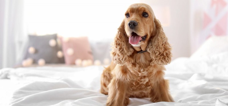 Can Dogs and Guinea Pigs Coexist? Expert Guide to Harmony
