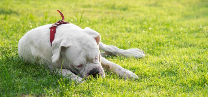 Can Dogs Live With Hernias? Expert Guide to Treatment & Recovery