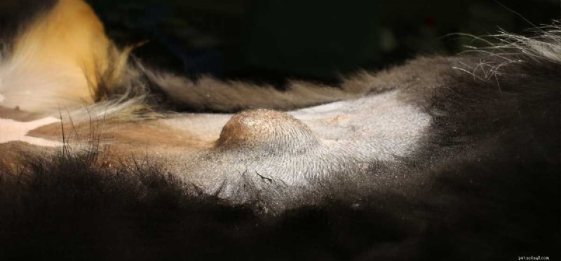 Can Dogs Live With Hernias? Expert Guide to Treatment & Recovery
