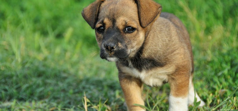 Living with Hip Dysplasia: What Every Dog Owner Needs to Know