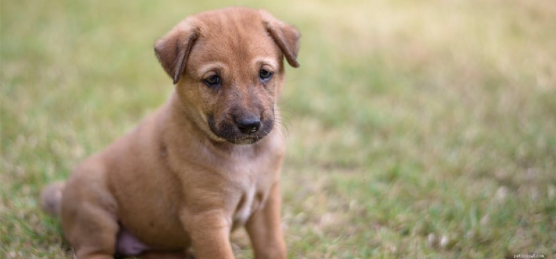 How Dogs and Llamas Can Coexist: Tips for a Harmonious Household
