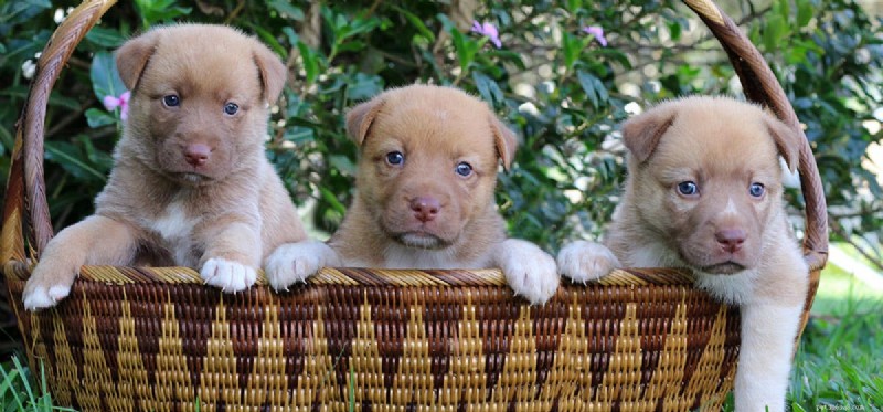 Do Dogs Thrive Without Teeth? Expert Insights on Life and Care for Toothless Pets