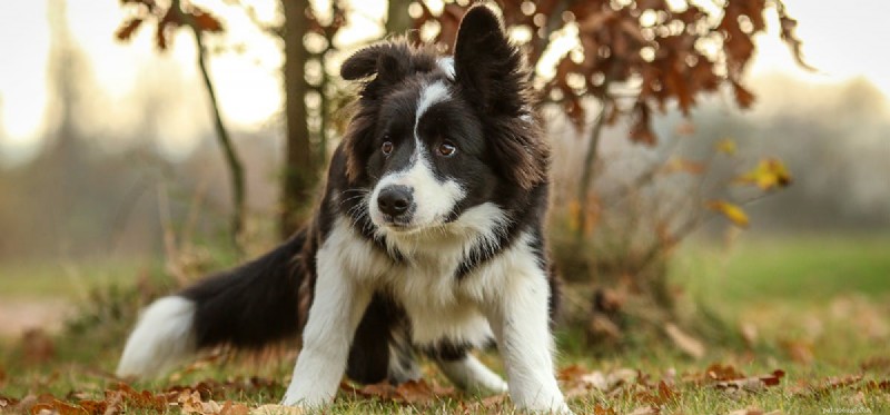 How Dogs and Llamas Can Coexist: Tips for a Harmonious Household