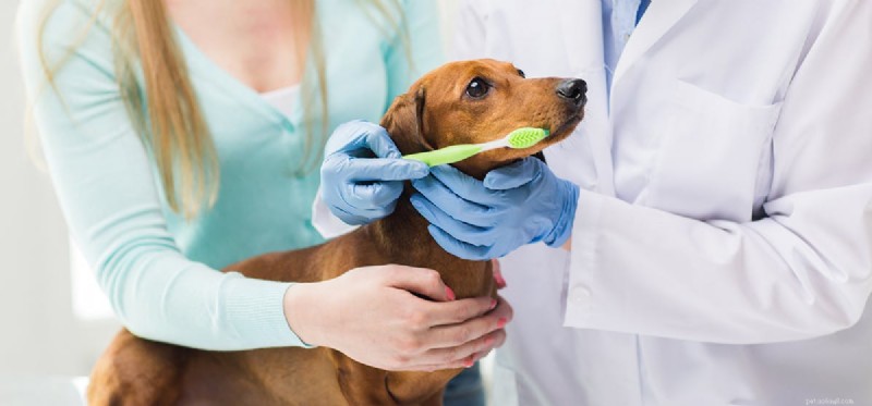 Do Dogs Thrive Without Teeth? Expert Insights on Life and Care for Toothless Pets