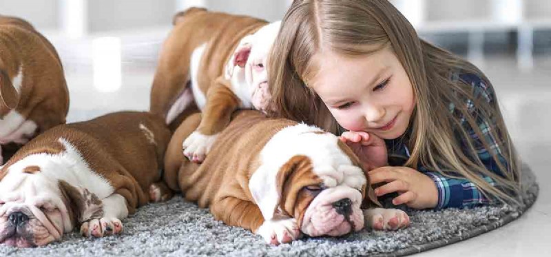 Do Dogs Thrive Without Teeth? Expert Insights on Life and Care for Toothless Pets