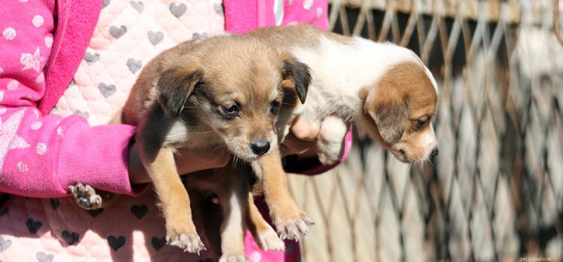 Do Dogs Thrive Without Teeth? Expert Insights on Life and Care for Toothless Pets