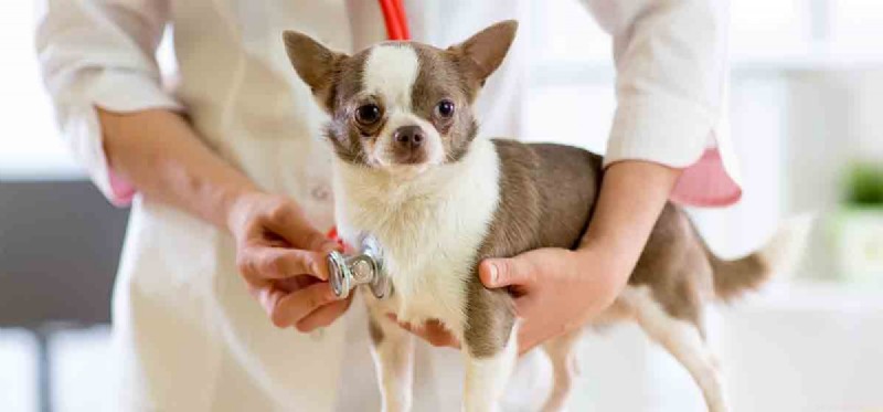 Living with One Lung: How Dogs Thrive After Lung Resection