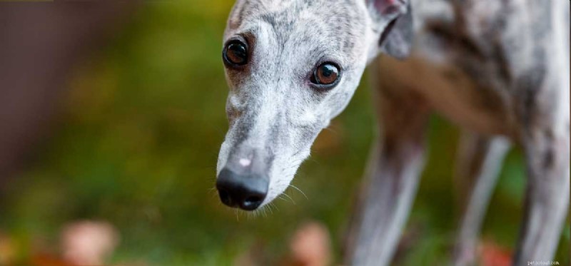 Can Dogs Thrive Without a Gallbladder? Essential Guide for Owners