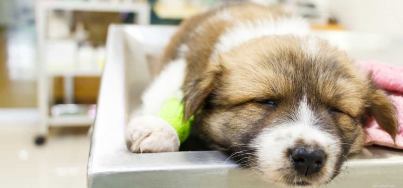 Can Dogs Thrive Without a Gallbladder? Essential Guide for Owners