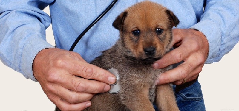 Can Dogs Thrive Without Their Pancreas? Expert Insights