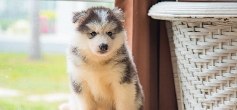 Can Dogs Thrive Without Their Pancreas? Expert Insights