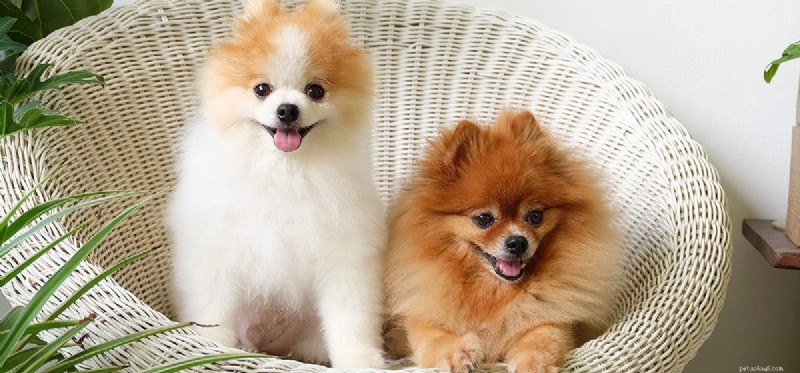 Can Dogs Thrive Without Vaccinations? What You Need to Know
