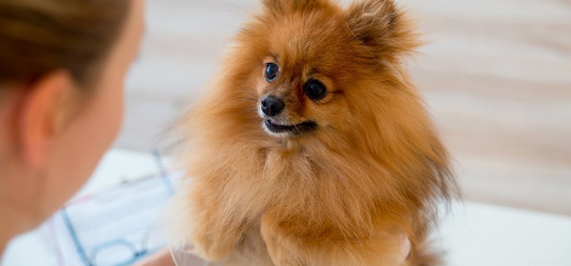 Can Dogs Thrive Without Vaccinations? What You Need to Know