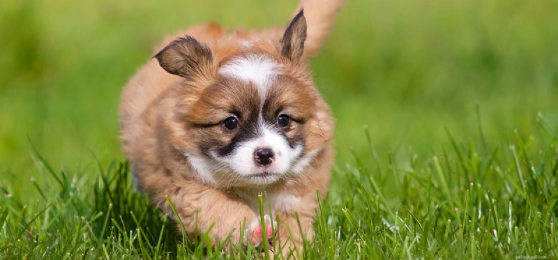 Can Dogs Thrive Without Vaccinations? What You Need to Know