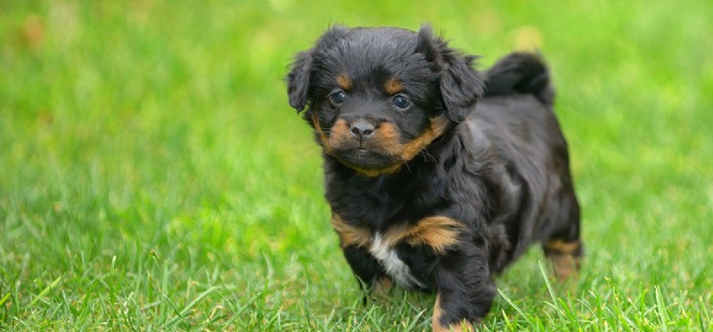 Can Dogs Thrive After Adrenal Gland Removal? What You Need to Know
