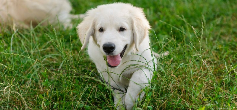 Can Dogs Thrive After Adrenal Gland Removal? What You Need to Know