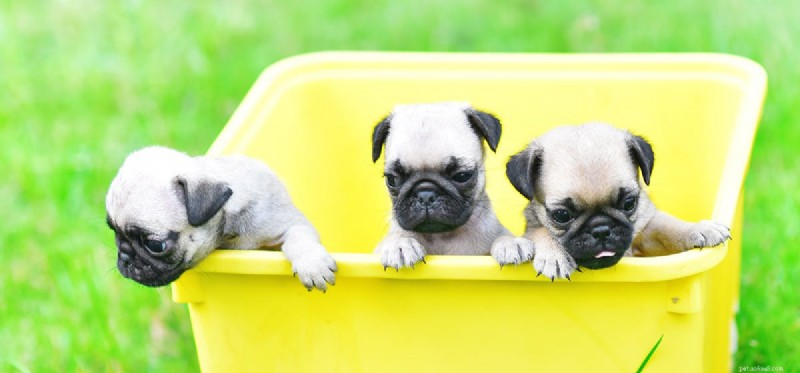 Can Dogs Thrive Without Vaccinations?