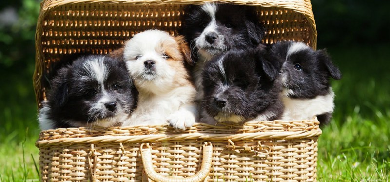 Can Dogs Thrive Without Vaccinations?