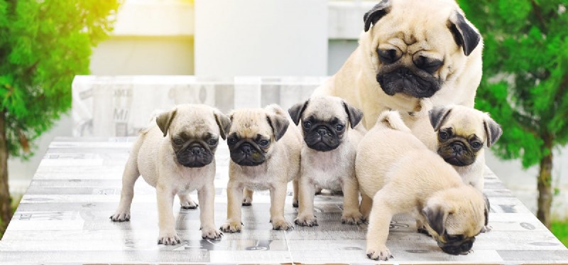Can Dogs Thrive Without Vaccinations?