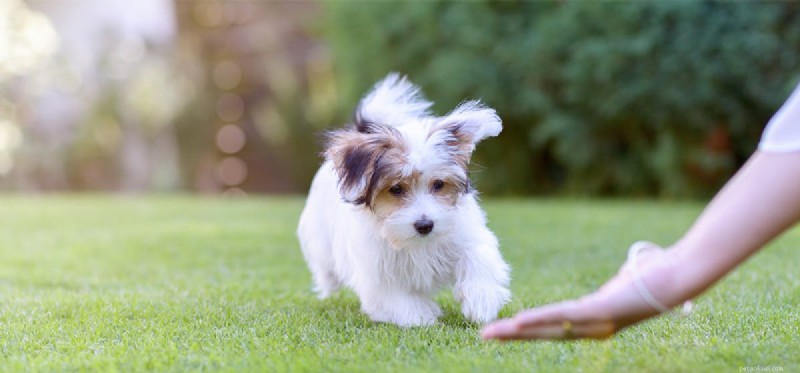 Can Dogs Survive Parvovirus? Quick Action Saves Lives