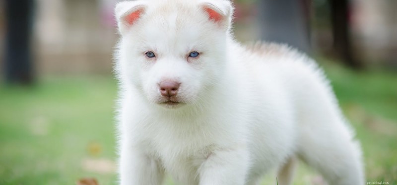 Can Dogs Survive Parvovirus? Quick Action Saves Lives